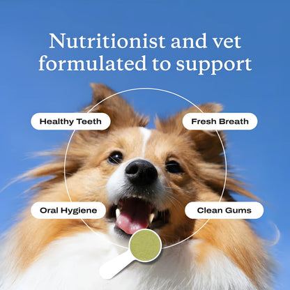 Happy dog with open mouth against blue sky, highlighting healthy teeth, fresh breath, oral hygiene, and clean gums