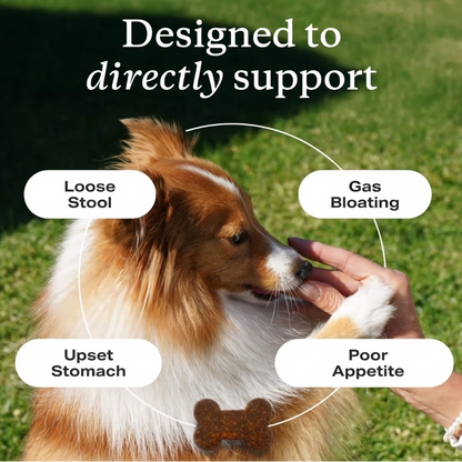 Probiotics for Dogs - Gut Health